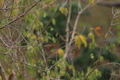 Cyanocompsa parellina