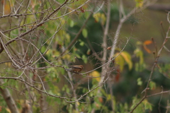 Cyanocompsa parellina