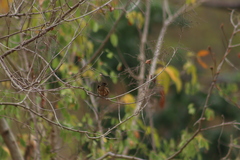 Cyanocompsa parellina