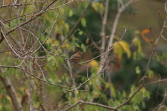 Cyanocompsa parellina