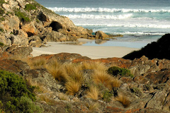 Austrostipa stipoides