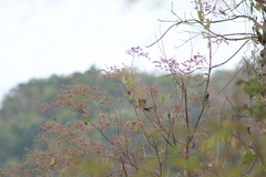 Cyanocompsa parellina