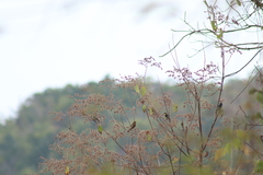 Cyanocompsa parellina