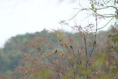 Cyanocompsa parellina