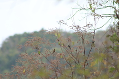 Cyanocompsa parellina