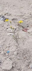 Senecio glaucus