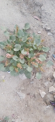 Rumex vesicarius