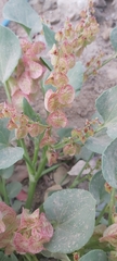 Rumex vesicarius