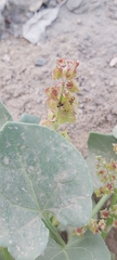 Rumex vesicarius