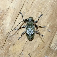 Aegomorphus modestus