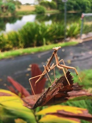 Archimantis armata