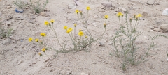 Senecio glaucus