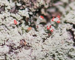 Cladonia didyma