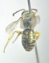 Pseudagapostemon