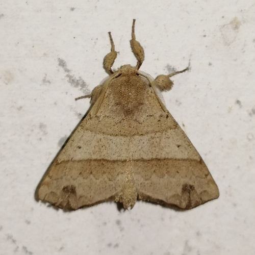 Olceclostera bilinea