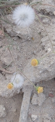 Senecio glaucus