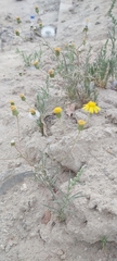 Senecio glaucus