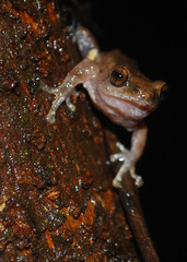 Pseudophilautus amboli