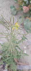 Sisymbrium irio
