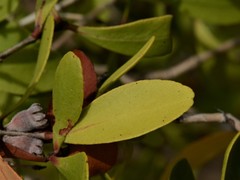 Melaleuca acacioides