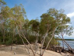 Melaleuca acacioides