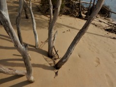 Melaleuca acacioides