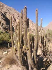Weberbauerocereus weberbaueri
