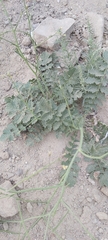 Brassica tournefortii