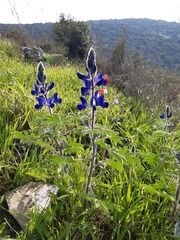Lupinus pilosus
