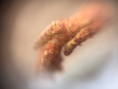 Fungi