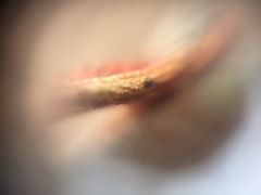 Fungi