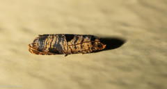 Episimus transferrana