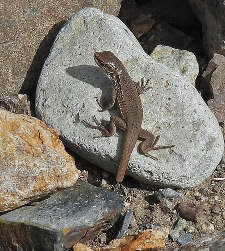 Dragon Smooth-throated Lizard, Liolaemus smaug