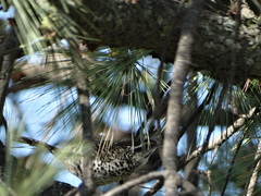 Campylorhynchus jocosus