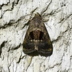 Tripudia rectangula