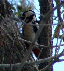 Dendrocopos major