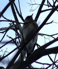 Turdus pilaris