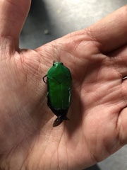 Ischiopsopha wallacei