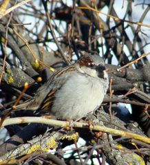 Passer domesticus