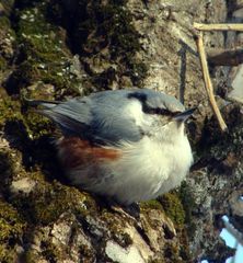 Sitta europaea