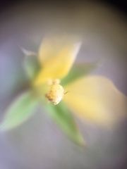Ludwigia