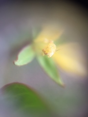 Ludwigia