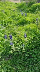 Lupinus pilosus