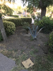 Jubaea chilensis