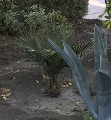 Jubaea chilensis