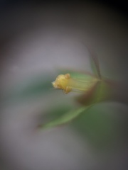 Ludwigia