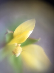 Ludwigia