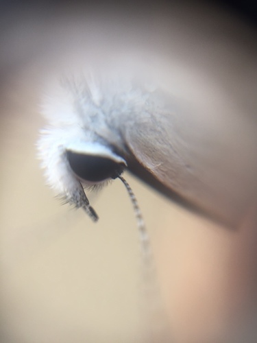 Photo of Plains Cupid (Luthrodes pandava)