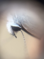 Luthrodes pandava