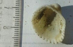 Larkinia grandis